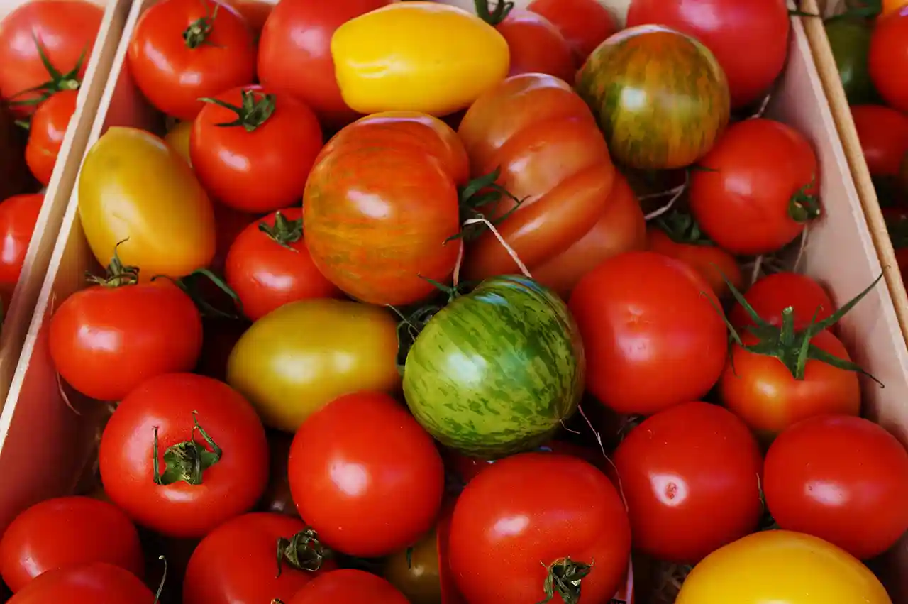 Une multitude de variétés de tomates.